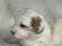Cotton Candy, a female Miniature Bernedoodle for sale in Paris, TX – 5 of 8
