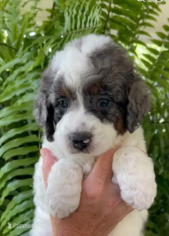 Quartz - Blue Marbled Eye!!! – Miniature Bernedoodle puppy for sale in Paris, TX
