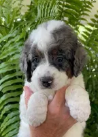 Quartz - Blue Marbled Eye!!!, a male Miniature Bernedoodle for sale in Paris, TX – 1 of 3