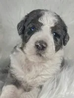 BLUE EYES! Scrabble, a male Bernedoodle for sale in Paris, TX – 3 of 7