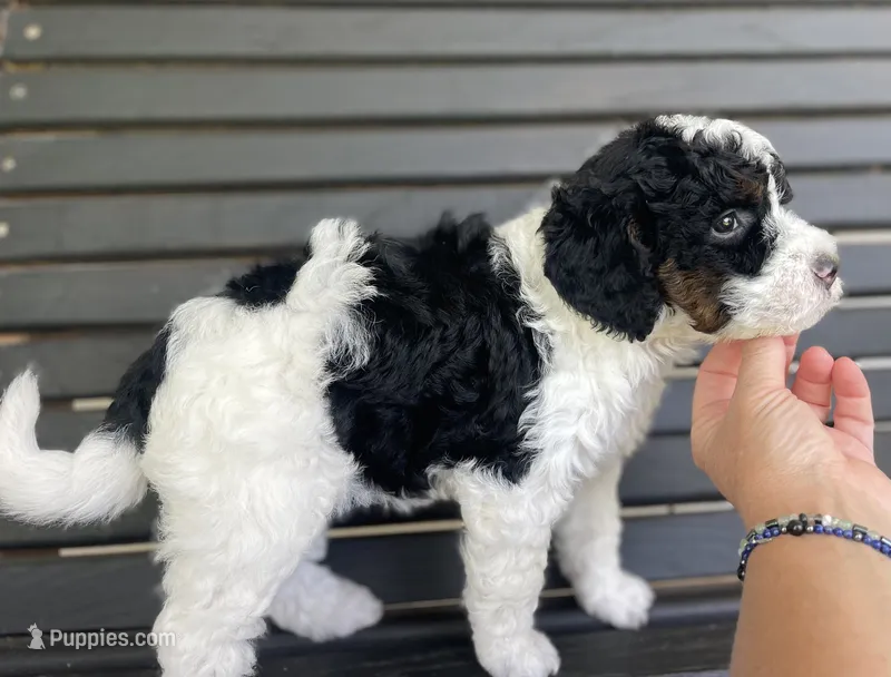 Onyx – Miniature Bernedoodle puppy for sale in Paris, TX