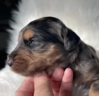 Yahtzee, a female Bernedoodle for sale in Paris, TX – 3 of 6