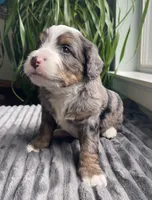 Topaz, a male Miniature Bernedoodle for sale in Paris, TX – 4 of 6