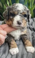 Lapis, a male Miniature Bernedoodle for sale in Paris, TX – 2 of 5