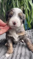 Topaz, a male Miniature Bernedoodle for sale in Paris, TX – 2 of 6