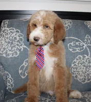 Chess (Hidden Merle), a male Goldendoodle and English Goldendoodle for sale in Paris, TX – 4 of 9