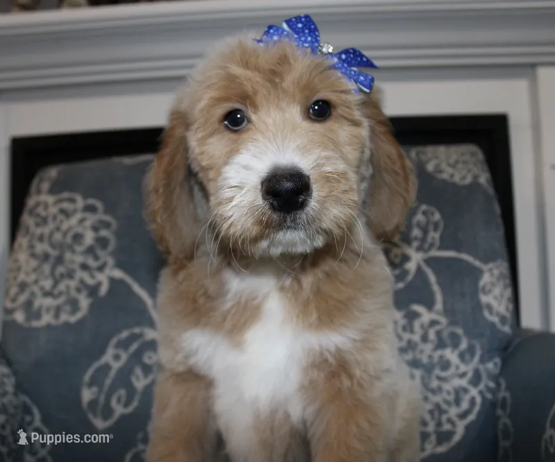 Solitaire – Goldendoodle, English Goldendoodle puppy for sale in Paris, TX