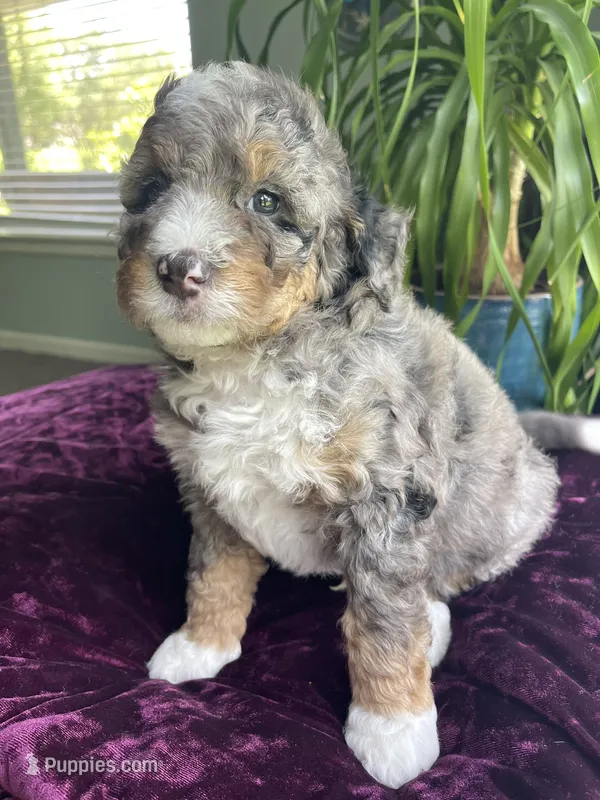 Jasper – Miniature Bernedoodle puppy for sale in Paris, TX