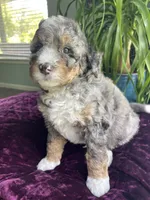 Jasper, a male Miniature Bernedoodle for sale in Paris, TX – 1 of 4