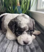 Quartz - Blue Eye!!!, a male Miniature Bernedoodle for sale in Paris, TX – 7 of 7
