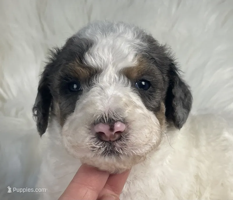 Battleship - Heart Nose – Bernedoodle puppy for sale in Paris, TX