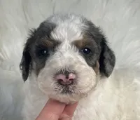 Battleship - Heart Nose, a male Bernedoodle for sale in Paris, TX – 1 of 4