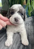 Quartz - Blue Eye!!!, a male Miniature Bernedoodle for sale in Paris, TX – 3 of 7