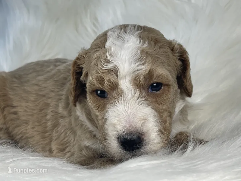 Spades – Goldendoodle puppy for sale in Paris, TX