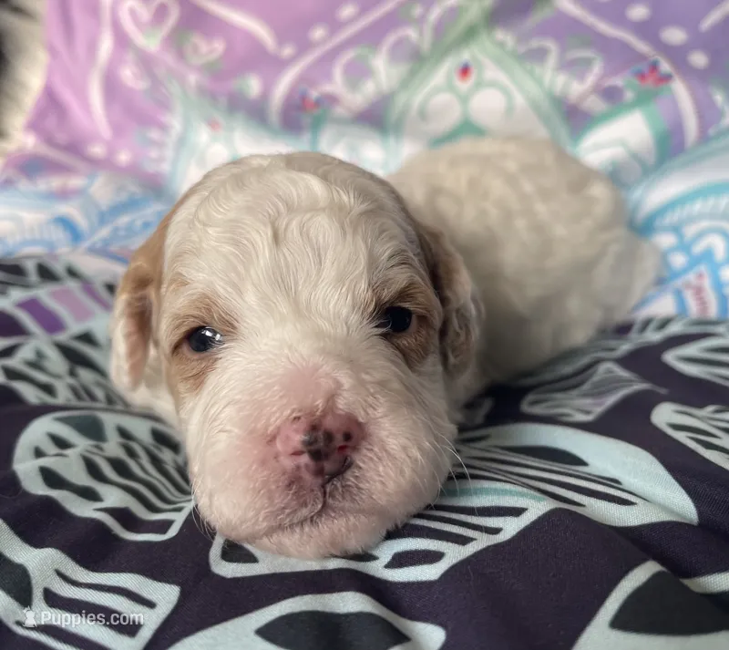 Ginger – Miniature Bernedoodle puppy for sale in Paris, TX