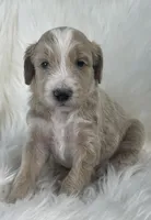 Monopoly , a male Goldendoodle and English Goldendoodle for sale in Paris, TX – 6 of 8