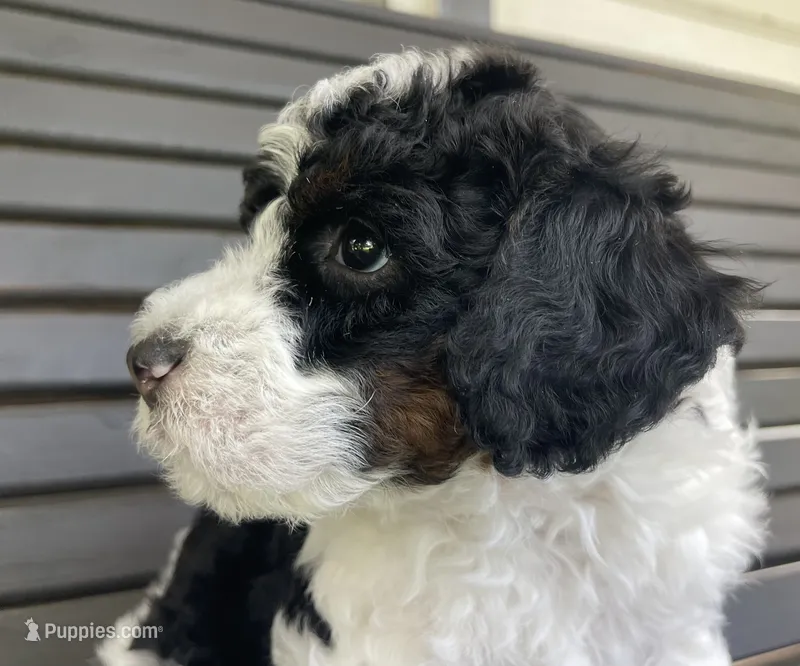Onyx – Miniature Bernedoodle puppy for sale in Paris, TX