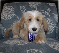 Teddy Bear, a male Goldendoodle and English Goldendoodle for sale in Paris, TX – 4 of 9