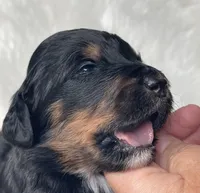 Uno, a female Bernedoodle for sale in Paris, TX – 4 of 5