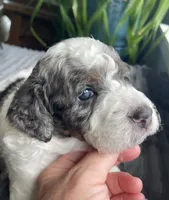 Quartz - Blue Eye!!!, a male Miniature Bernedoodle for sale in Paris, TX – 6 of 7