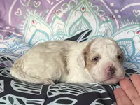 Mini Ginger, a female Goldendoodle for sale in Paris, TX – 5 of 6
