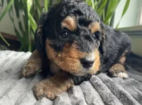 Obsidian, a female Miniature Bernedoodle for sale in Paris, TX – 2 of 7