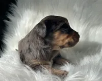 Yahtzee, a female Bernedoodle for sale in Paris, TX – 6 of 6