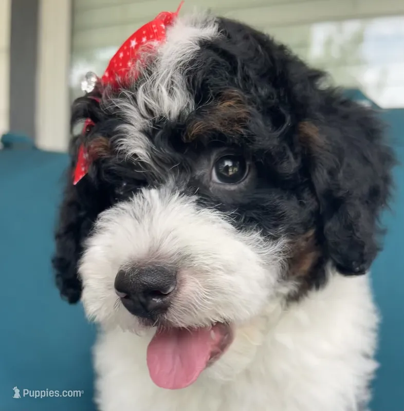 Onyx – Miniature Bernedoodle puppy for sale in Paris, TX