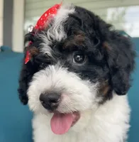 Onyx, a female Miniature Bernedoodle for sale in Paris, TX – 1 of 5