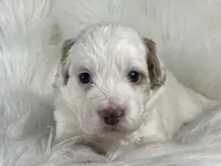 Cotton Candy, a female Miniature Bernedoodle for sale in Paris, TX – 3 of 8