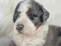 BLUE EYES! Scrabble, a male Bernedoodle for sale in Paris, TX – 2 of 7