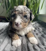 Jasper, a male Miniature Bernedoodle for sale in Paris, TX – 5 of 5