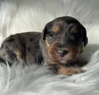 Yahtzee, a female Bernedoodle for sale in Paris, TX – 4 of 6