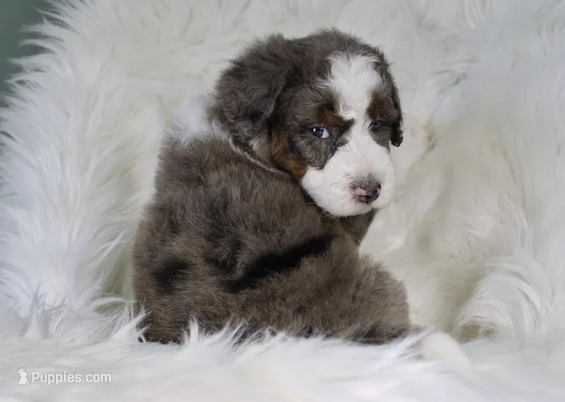 Skip-Bo - Blue Marbled Eye – Bernedoodle puppy for sale in Paris, TX
