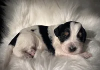 Domino, a male Bernedoodle for sale in Paris, TX – 3 of 6