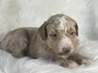Chess, a male Bernedoodle for sale in Paris, TX – 5 of 5
