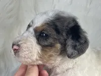 Battleship - Heart Nose, a male Bernedoodle for sale in Paris, TX – 3 of 4