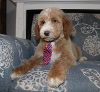 Chess (Hidden Merle), a male Bernedoodle for sale in Paris, TX – 10 of 10