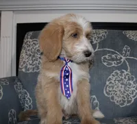 Teddy Bear, a male Goldendoodle and English Goldendoodle for sale in Paris, TX – 9 of 9