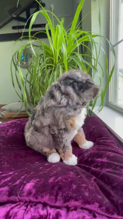 Jasper, a male Miniature Bernedoodle for sale in Paris, TX – 4 of 4