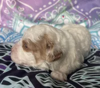 Mini Ginger, a female Goldendoodle for sale in Paris, TX – 2 of 6