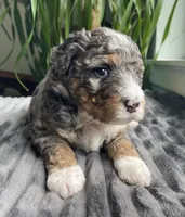 Jasper, a male Miniature Bernedoodle for sale in Paris, TX – 3 of 5