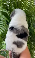 Quartz - Blue Marbled Eye!!!, a male Miniature Bernedoodle for sale in Paris, TX – 2 of 3