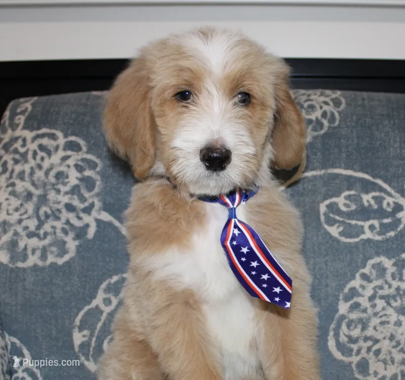 Monopoly – Bernedoodle puppy for sale in Paris, TX