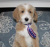 Teddy Bear, a male Bernedoodle for sale in Paris, TX – 3 of 10