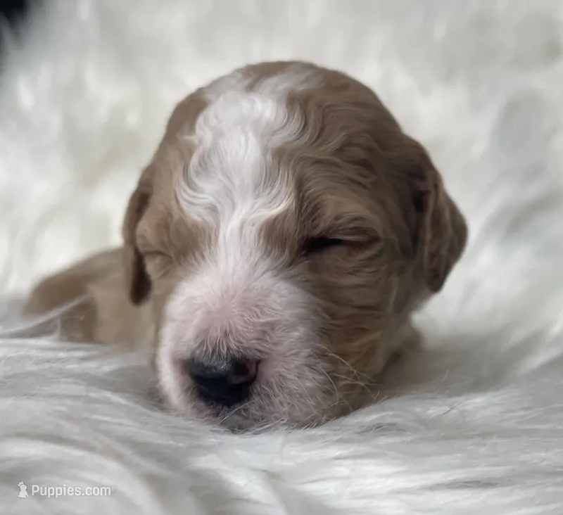Spades – Goldendoodle puppy for sale in Paris, TX