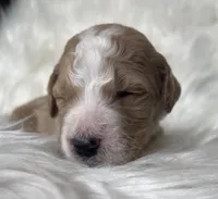 Spades, a male Goldendoodle for sale in Paris, TX – 1 of 6