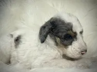 Battleship - Heart Nose, a male Bernedoodle for sale in Paris, TX – 4 of 4