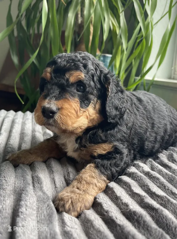 Obsidian – Miniature Bernedoodle puppy on hold in Paris, TX