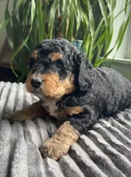 Obsidian, a female Miniature Bernedoodle for sale in Paris, TX – 1 of 7